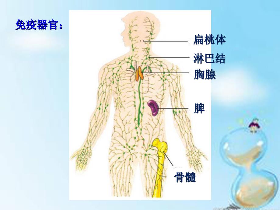 高中生物 2.4免疫调节课件 新人教版必修3_第2页