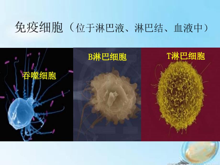 高中生物 2.4免疫调节课件 新人教版必修3_第3页