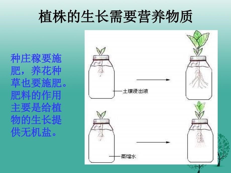 七年级生物上册 3.2.2 植株的生长（第2课时）课件 新人教版_第5页