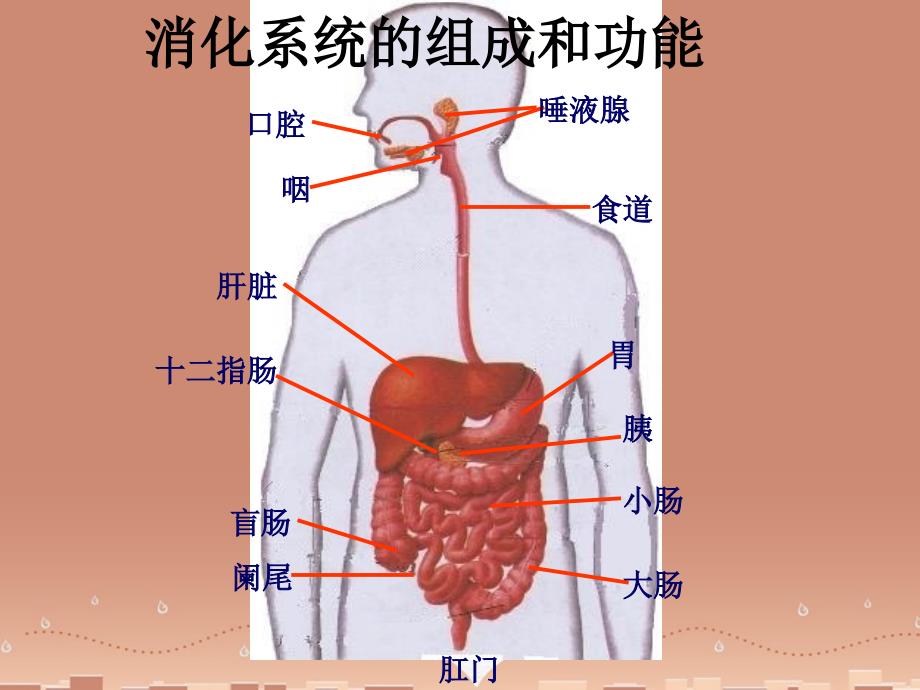 七年级生物下册 4.8.2 营养的消化和吸收课件 北师大版_第3页