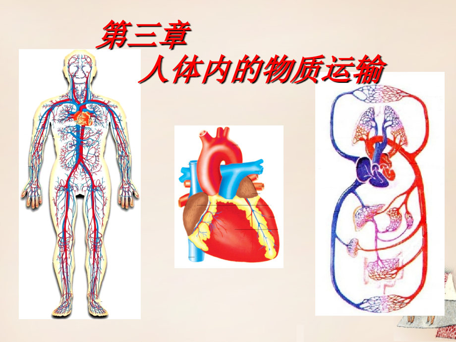 七年级生物 第2讲 人体内的物质运输复习课件 新人教版_第1页