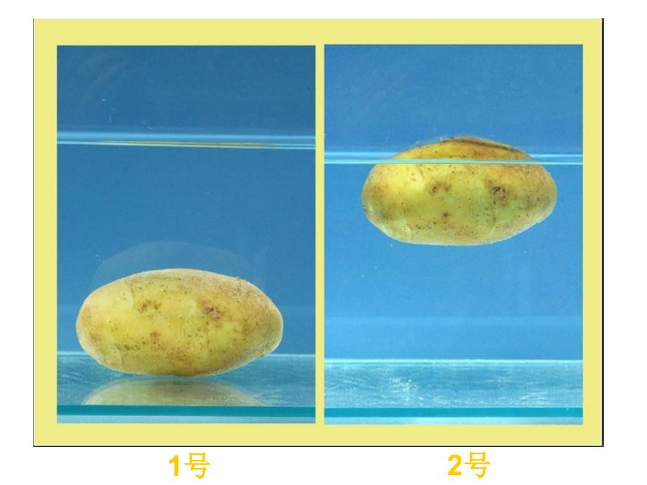 五年级科学下册马铃薯在液体中的沉浮ppt_第2页