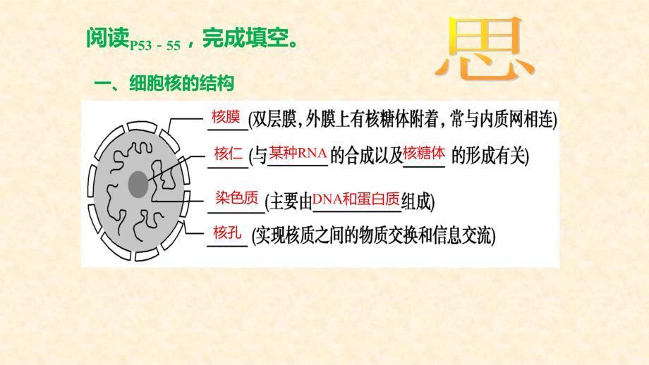 江西省吉安县第三中学高中生物必修一：3.3细胞核--系统的控制中心（课时2） 课件 _第3页