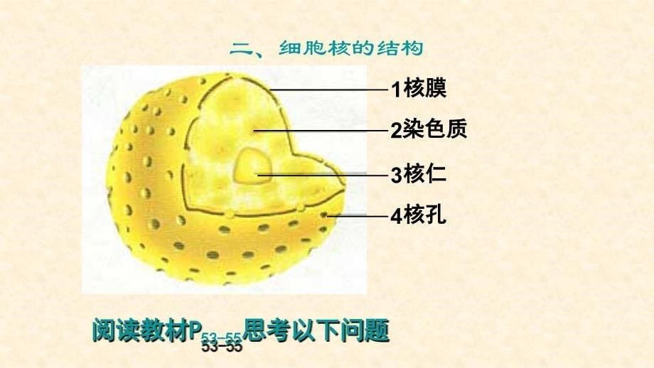 江西省吉安县第三中学高中生物必修一：3.3细胞核--系统的控制中心（课时2） 课件 _第5页