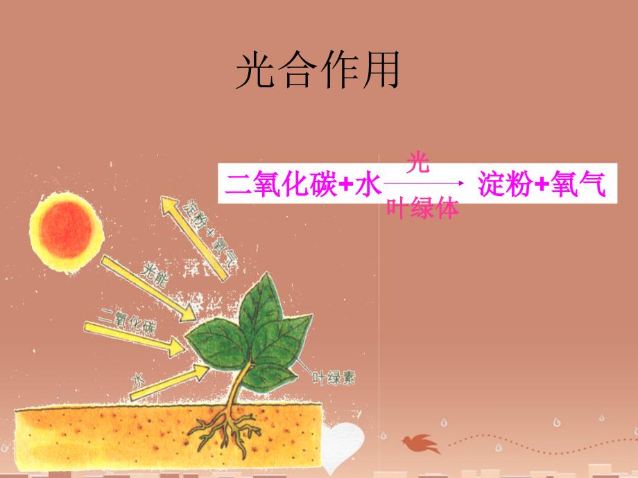 八年级生命科学下册 第4章 第1节 植物 叶的结构和功能课件 上海版_第4页