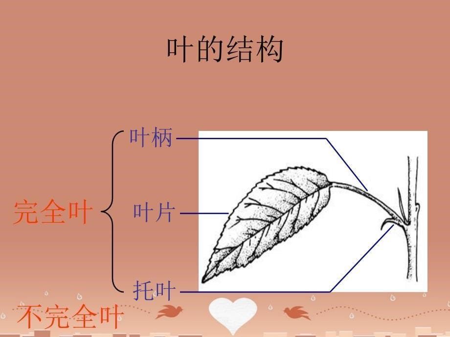 八年级生命科学下册 第4章 第1节 植物 叶的结构和功能课件 上海版_第5页