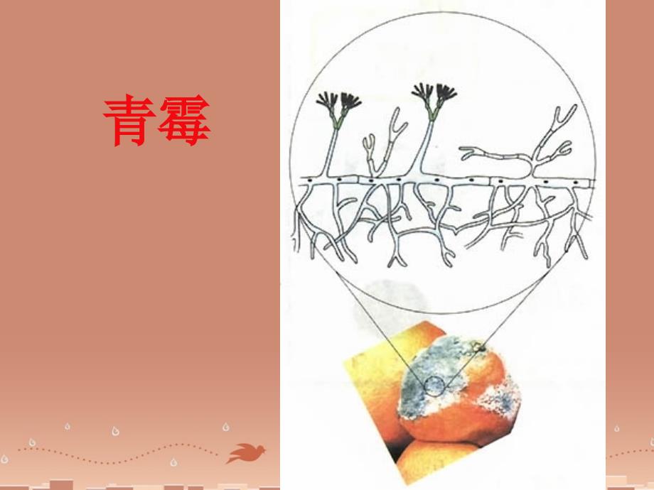 八年级生命科学下册 第4章 第3节 微生物 微生物的基本类群课件 上海版_第4页