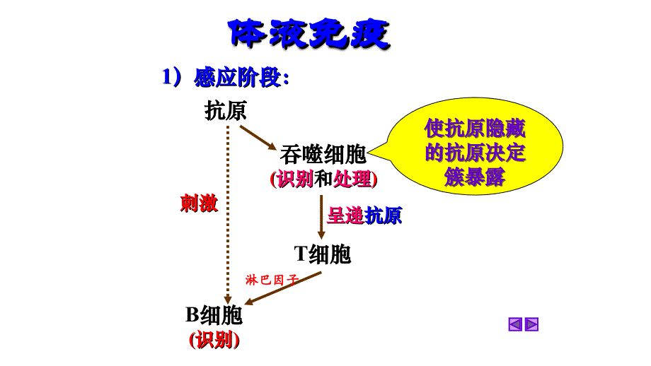 湖南省茶陵县第三中学高中生物必修三课件：2.4免疫调节 第2课时 _第4页