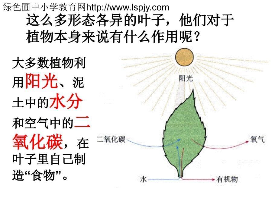 苏教版小学三年级科学下册：叶和花 课件_第5页