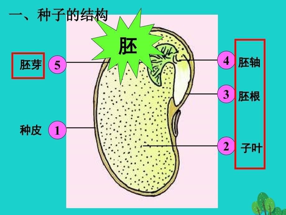 八年级生物上册 第7单元 第19章 第2节 植物的生长发育课件1 （新版）苏科版_第5页