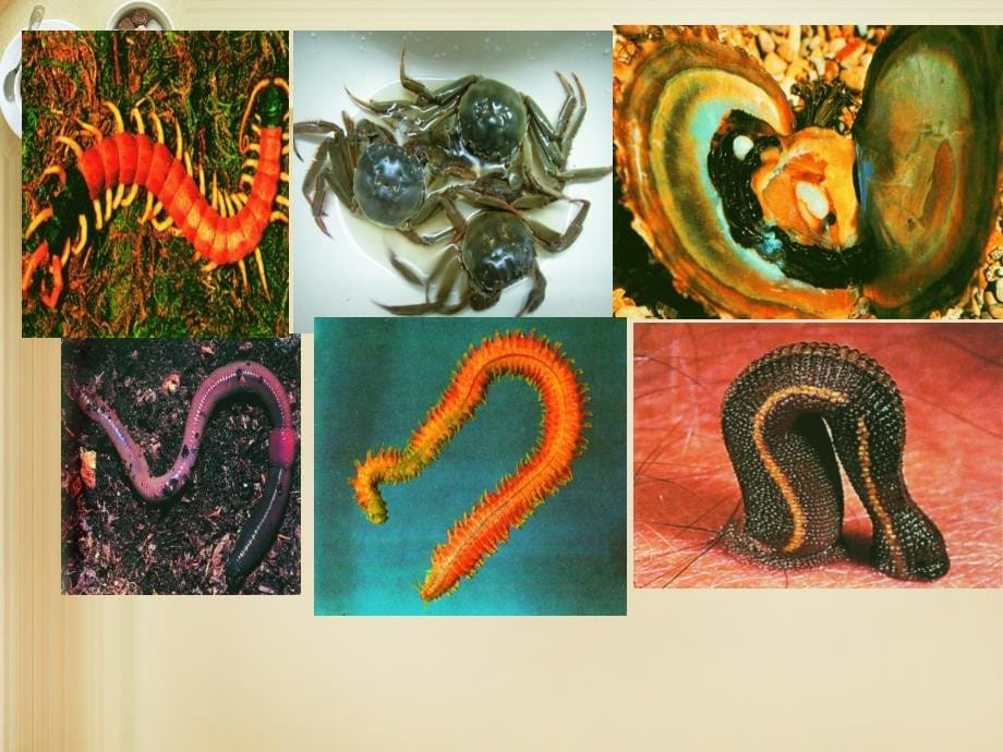八年级生物上册 14.2 千姿百态的动物世界课件 （新版）苏教版_第5页