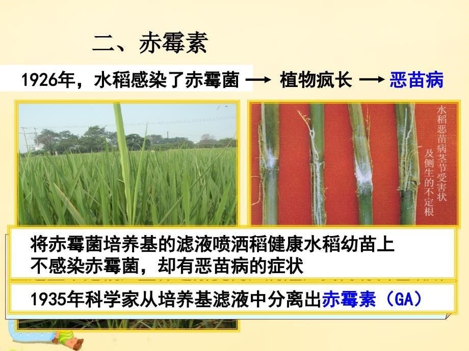 四川省南充市白塔中学高中生物 3.3 其他植物激素课件 新人教版必修3_第5页