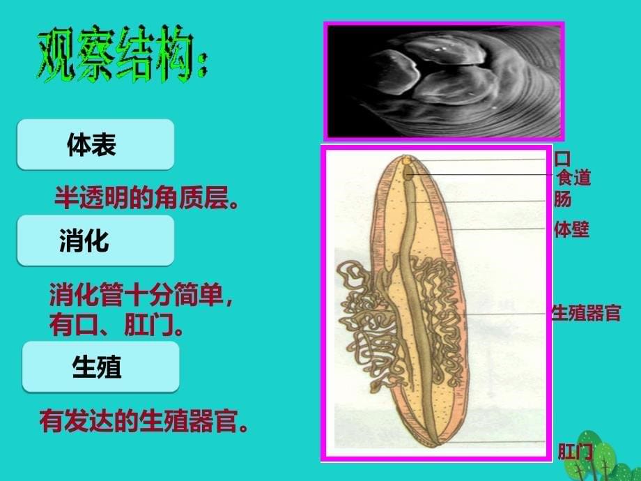 八年级生物上册 第五单元 第二节 线形动物和环节动物课件 （新版）新人教版_第5页