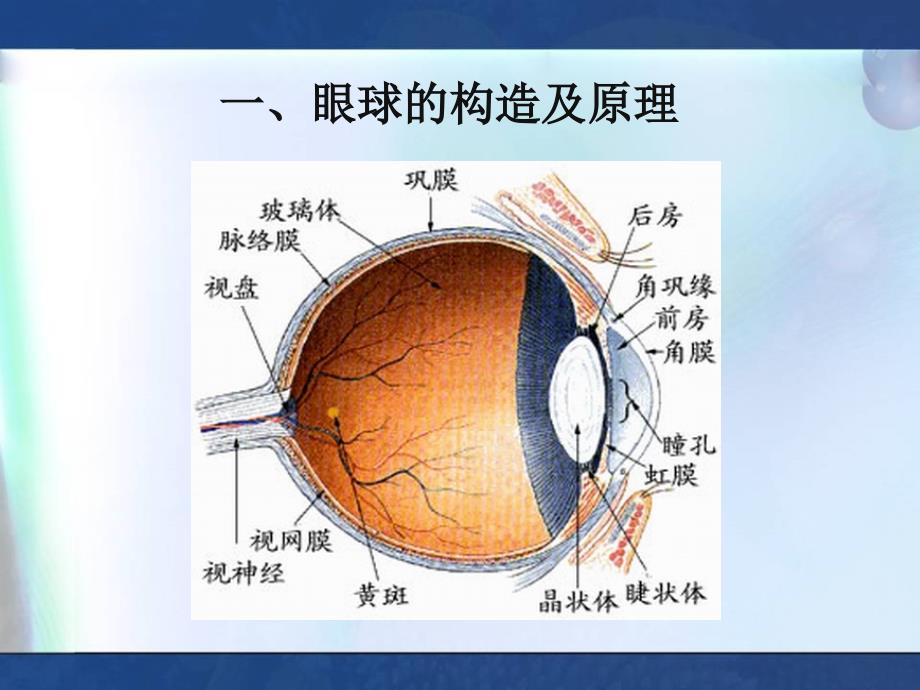 6.4 眼睛和眼镜 课件 北师大八年级上 (4).ppt_第3页