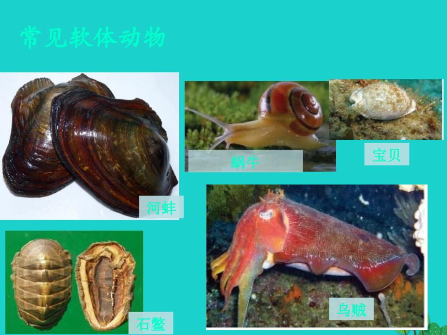 吉林省通榆县第八中学八年级生物上册 5.1.3 软体动物和节肢动物课件3 （新版）新人教版_第2页