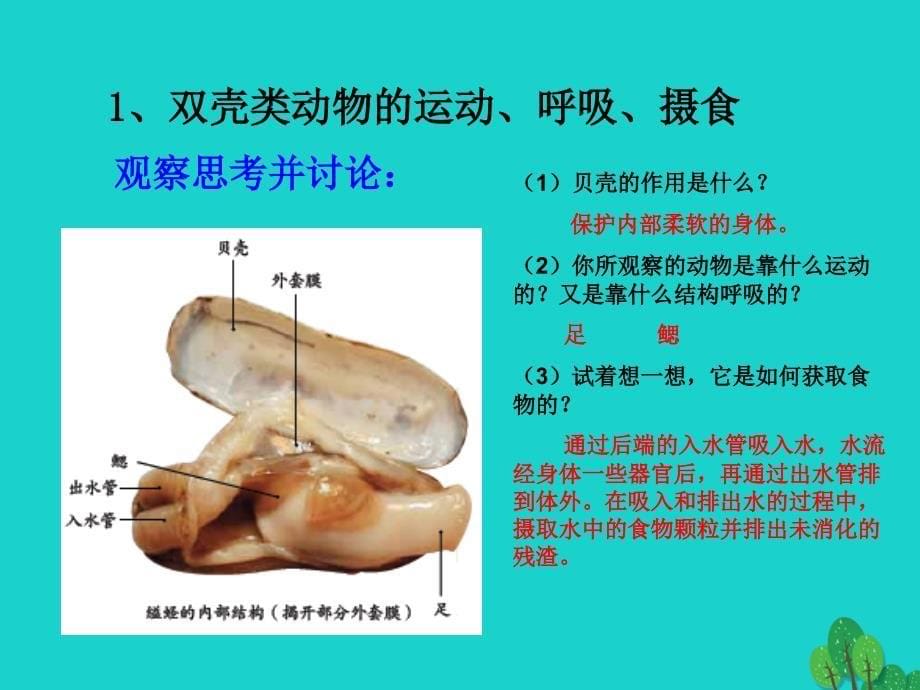 吉林省通榆县第八中学八年级生物上册 5.1.3 软体动物和节肢动物课件3 （新版）新人教版_第5页