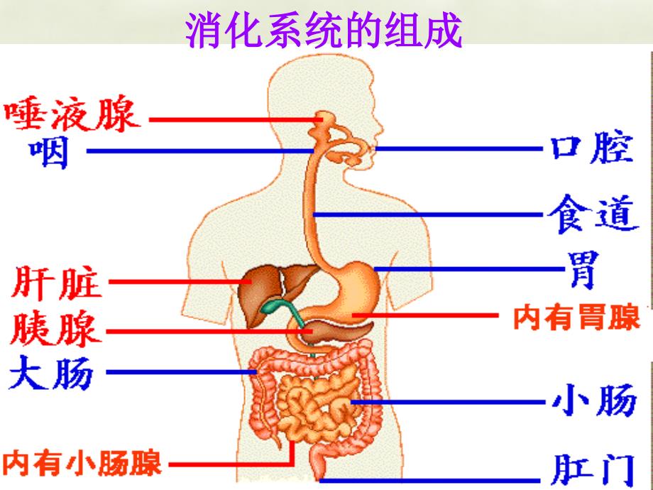 广西省蒙山县第二中学七年级生物下册 4.2.2 消化和吸收课件 （新版）新人教版_第3页