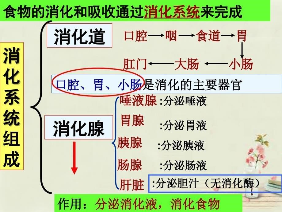 广西省蒙山县第二中学七年级生物下册 4.2.2 消化和吸收课件 （新版）新人教版_第5页