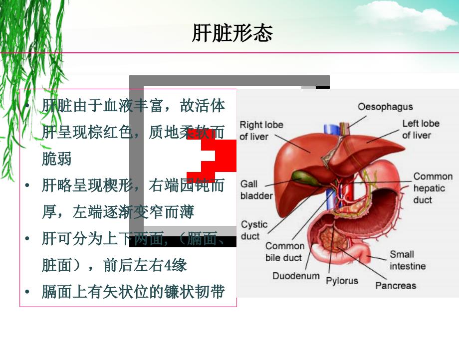 【关于胆】肝胆系统解剖和组织结构_第4页