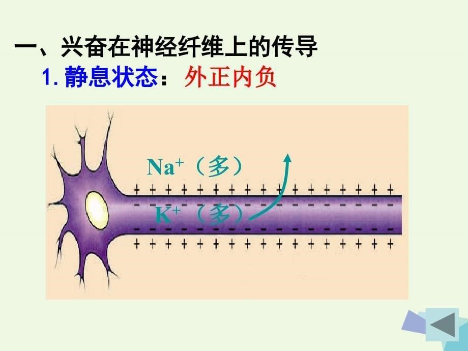 江苏省沭阳县潼阳中学高中生物 2.2 神经调节课件 苏教版必修3_第5页