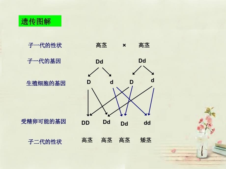 八年级生物下册 7.2.3 基因的显性和隐形（第2课时） 禁止近亲结婚课件 （新版）新人教版_第5页