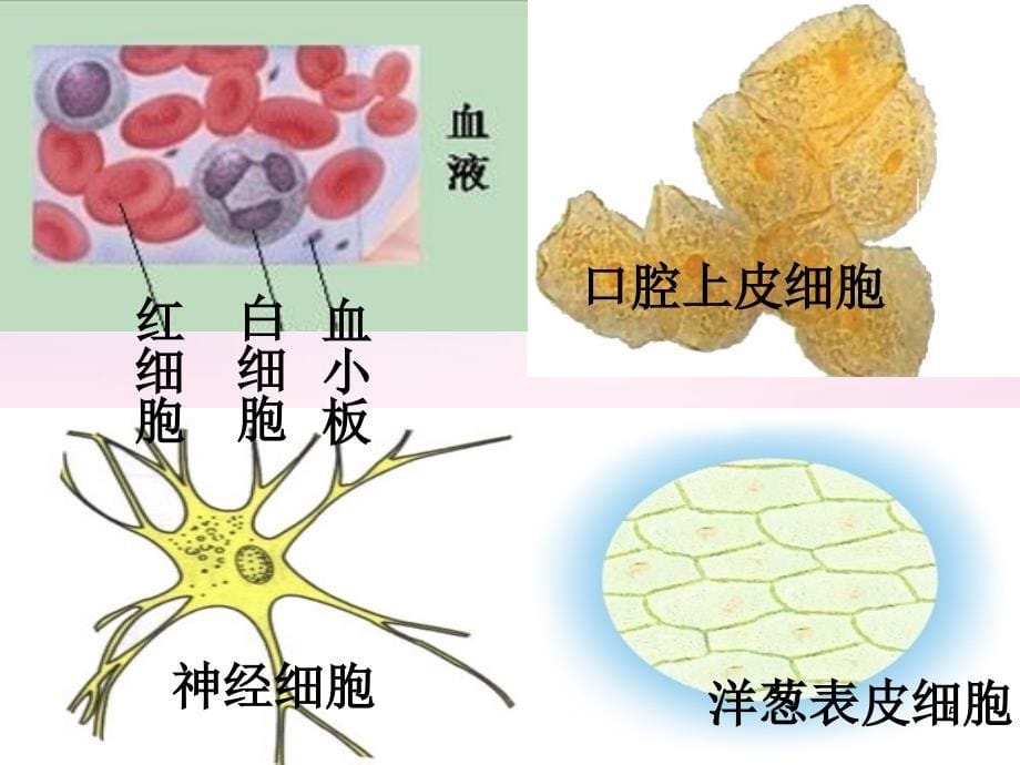 山东省牟平第一中学2018届高三政治一轮复习 从生物圈到细胞课件_第5页