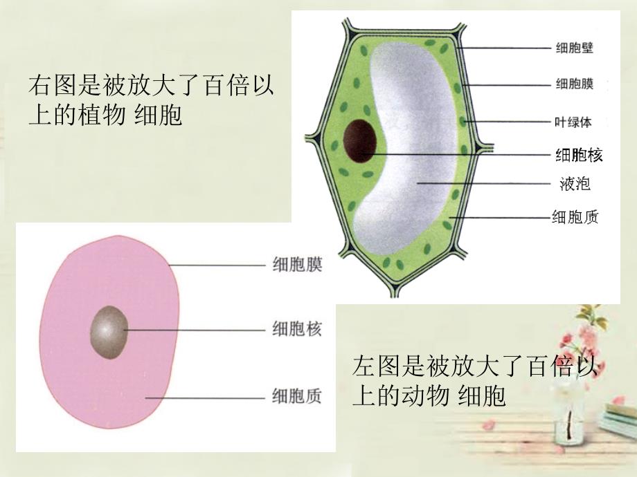 湖南省娄底市新化县桑梓镇中心学校七年级生物上册 2.1.1 练习使用显微镜课件 （新版）新人教版_第2页