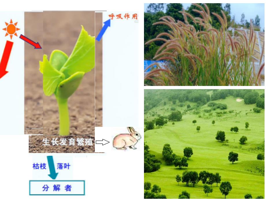 高二生物 生态系统的能量流动课件_第3页