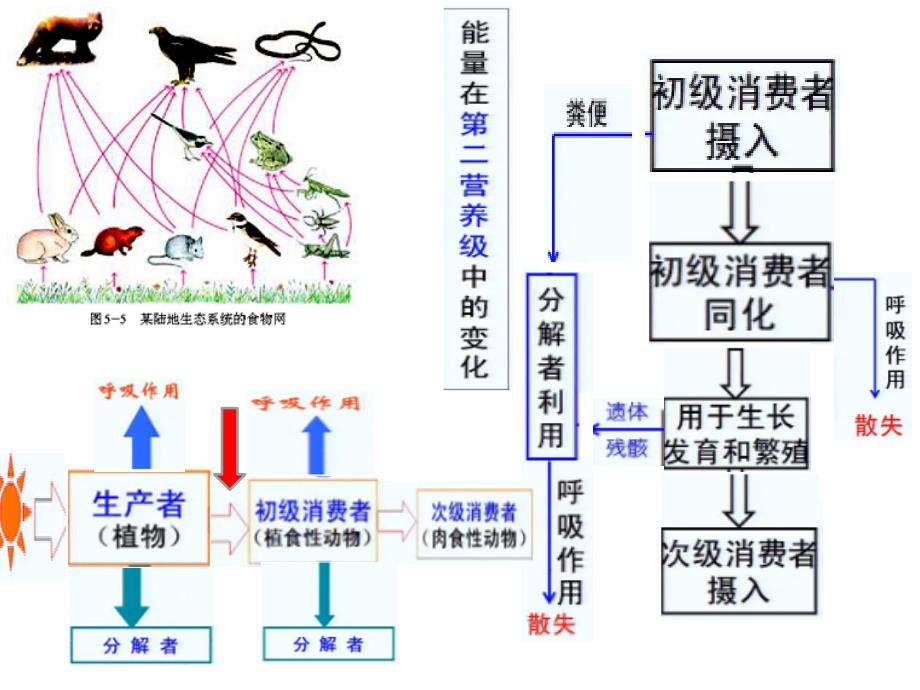 高二生物 生态系统的能量流动课件_第4页