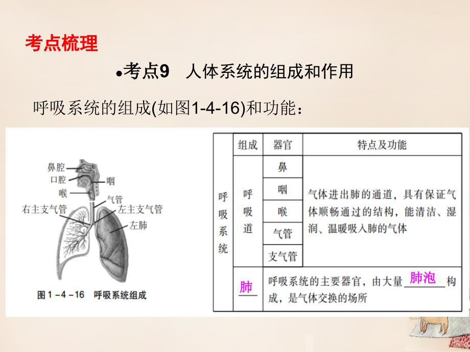 广东省中山市2018年中考生物 第一部分 教材考点同步解析 第四单元 生物圈中的人（第3课时）复习课件 新人教版_第2页