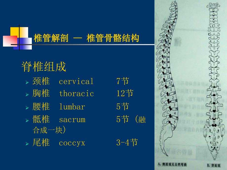 局部麻醉方法–椎管内麻醉_第4页