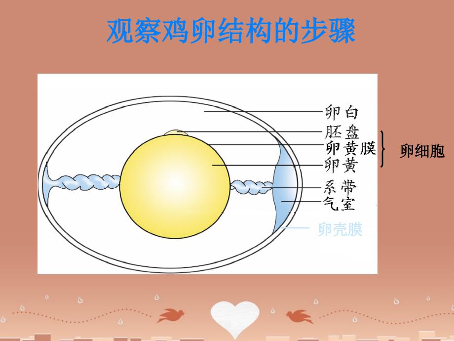 甘肃省临洮县洮阳初级中学八年级生物下册 7.1.4 鸟的生殖和发育课件（2）（新版）新人教版_第4页