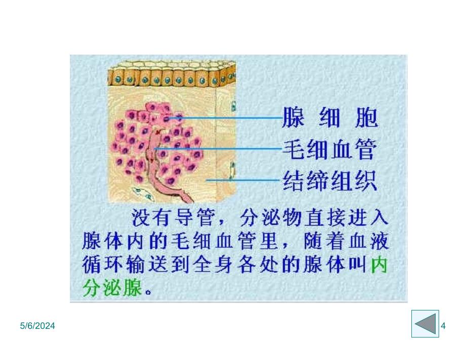 6.4 激素调节 课件 (8).ppt_第4页