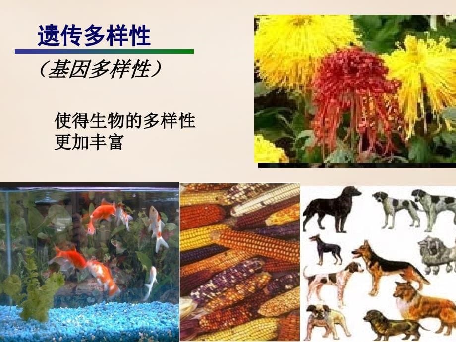 广东省2018中考生物 考点梳理复习 第一单元 第一章 生命的世界课件1_第5页