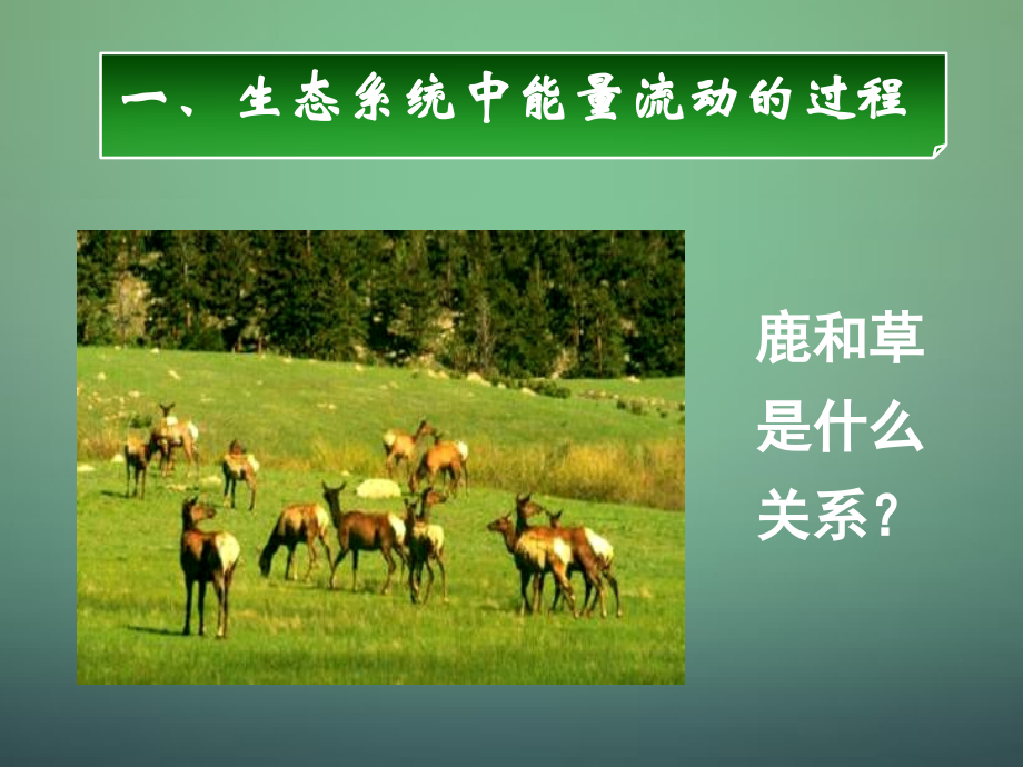 湖南省高中生物 第五章 第二节 生态系统的能量流动课件 新人教版必修3_第4页