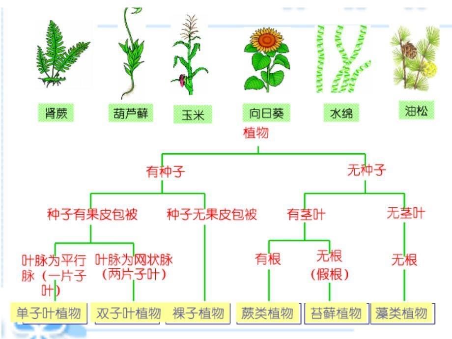 八年级生物上册 第六单元 第一章 第一节 尝试对生物进行分类课件2 （新版）新人教版_第5页