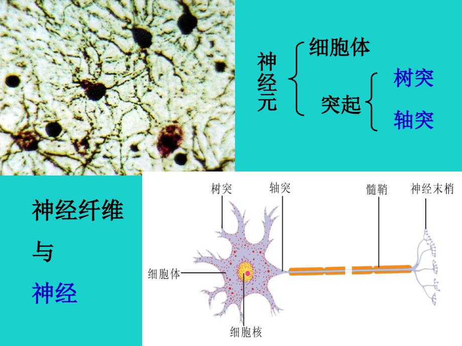 江苏省沭阳县潼阳中学八年级生物上册 16.1 人体的神经调节课件 （新版）苏科版_第3页