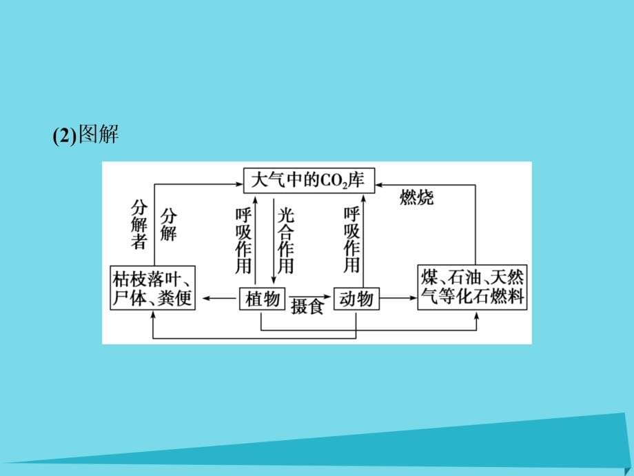 2018高考生物总复习 第9单元 第34讲 生态系统的物质循环课件_第5页