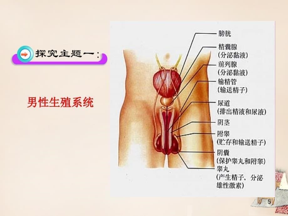 四川省越西县越城镇西城中学七年级生物下册 第一章 第二节 人的生殖课件3 新人教版_第5页