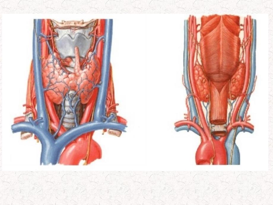 常见甲状腺疾病的ct诊断总结_第3页