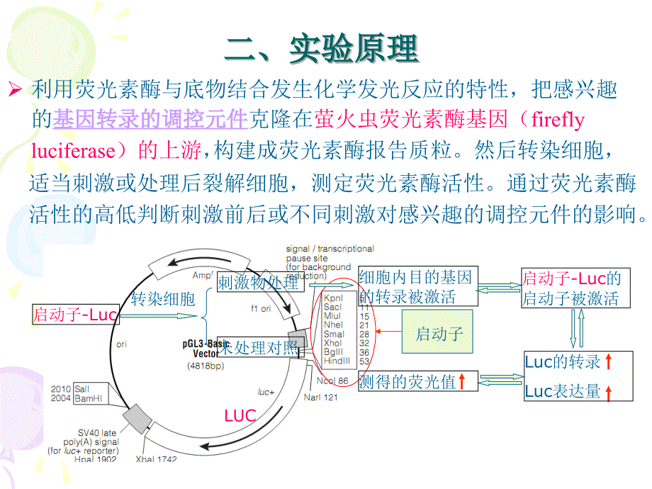 双荧光素酶系统实验操作步骤及方法_.._第4页