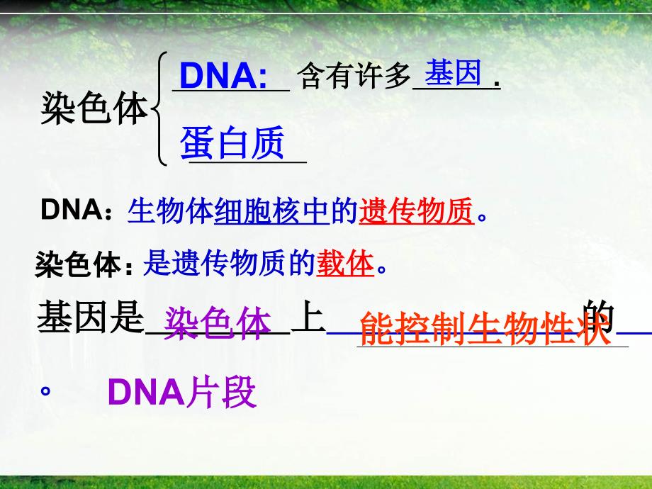 人教版八年级下册生物第七单元第二章生物的遗传和变异复习课件1(共30张)_第4页