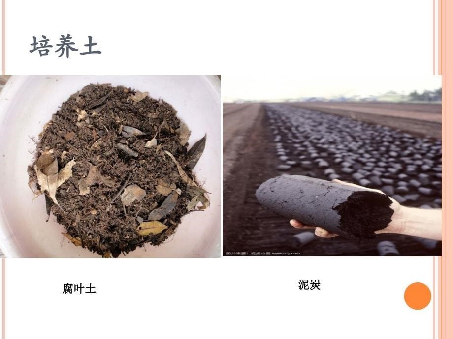 盆花栽培(百日草).ppt_第5页