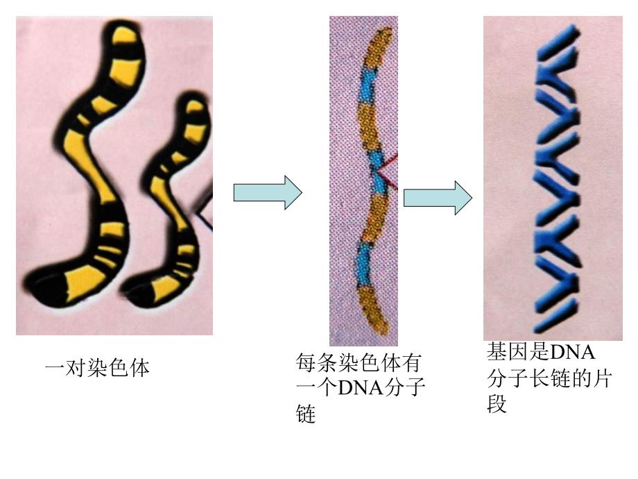 人教版八年级下册生物7.2生物的遗传与变异复习课件 (共34张)_第4页