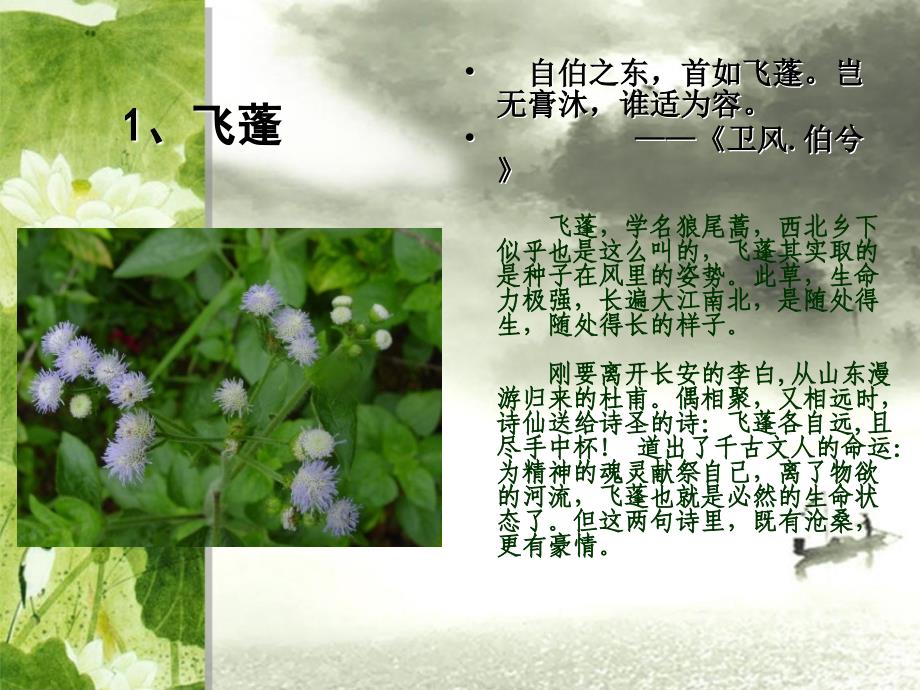 诗经中的植物.ppt_第2页