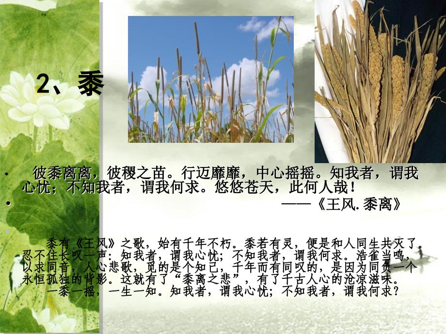 诗经中的植物.ppt_第3页