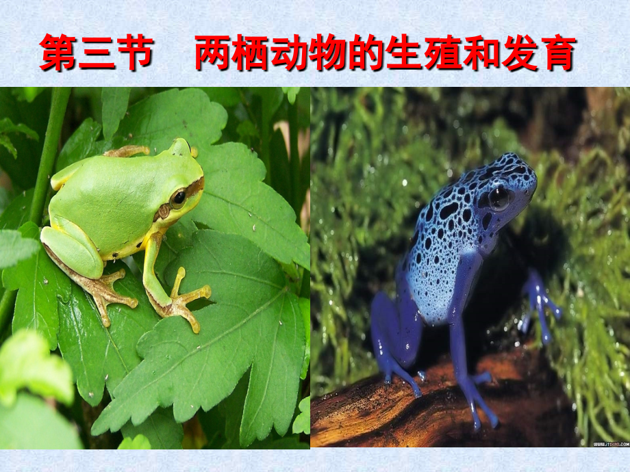 八年级生物下册_第三节_两栖动物的生殖和发育_第1页