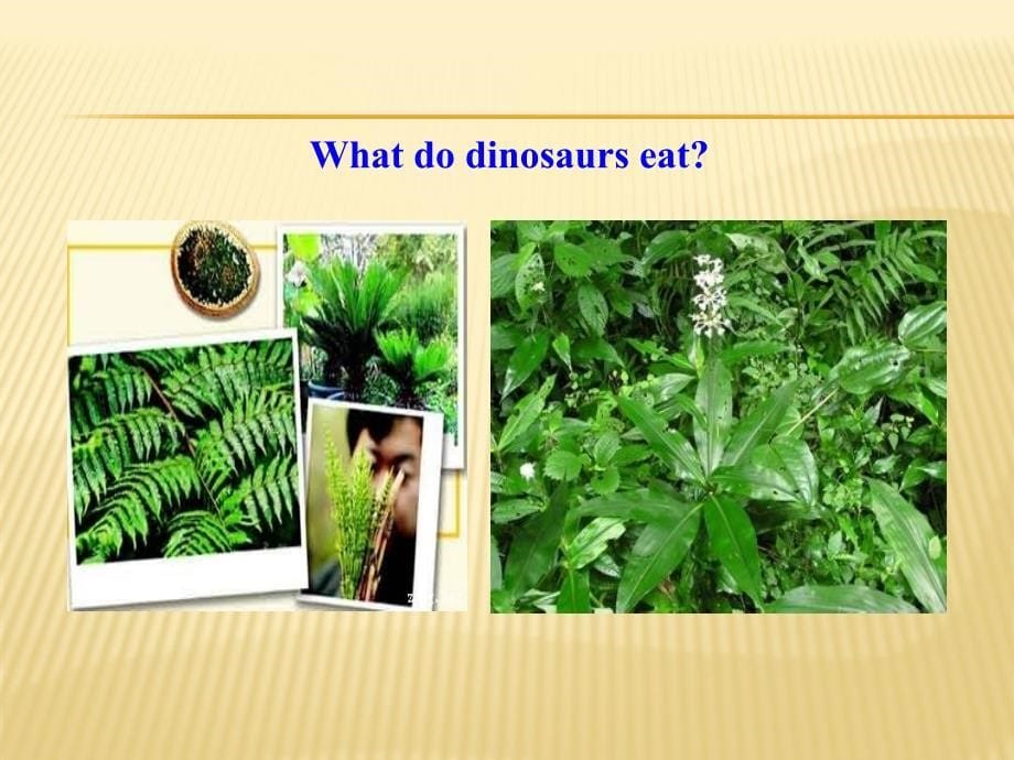 Unit 5 Culture Shapes Us Lesson 34 Danny’s Dinosaur Dinner课件 (冀教版九年级下).ppt_第5页