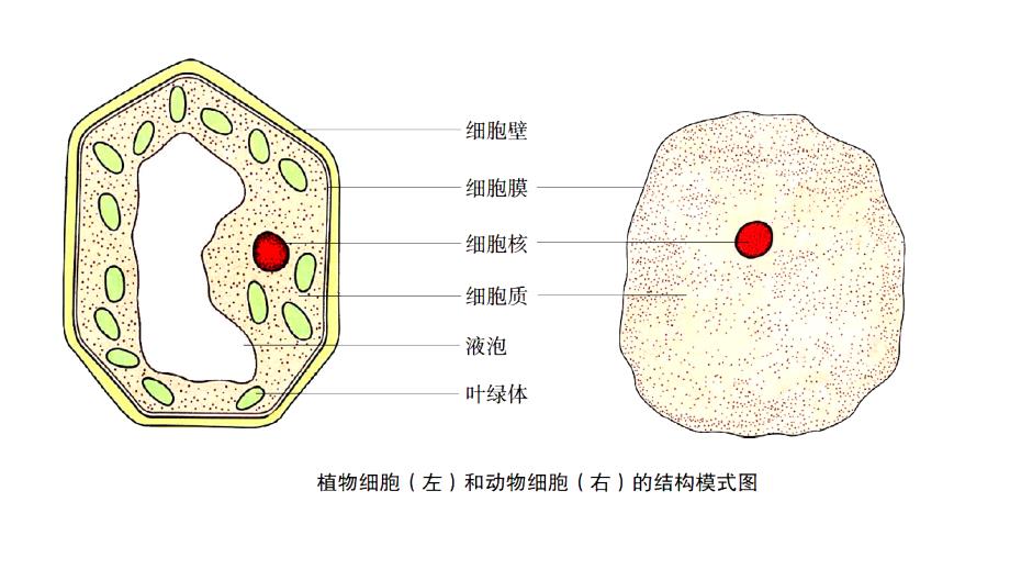 苏科版七年级下册生物复习_第4页