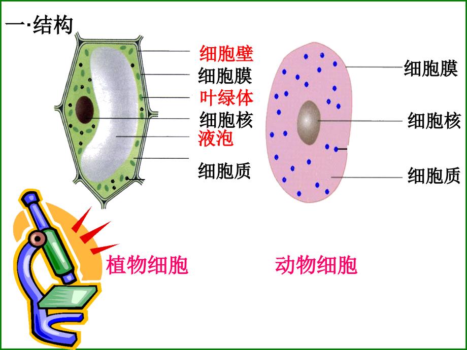 苏科版生物七年级下册复习全_第2页